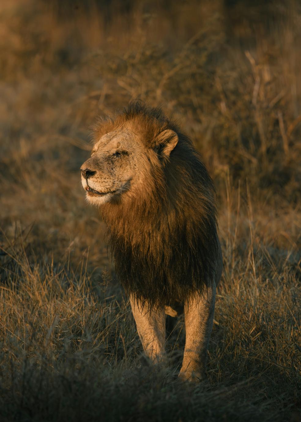 Lion in golden grassland at first light